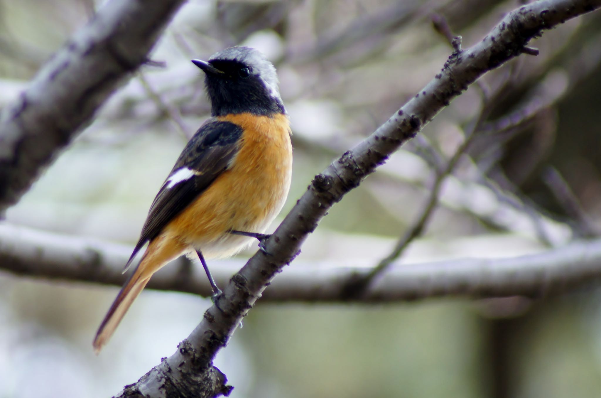 Daurian Redstart