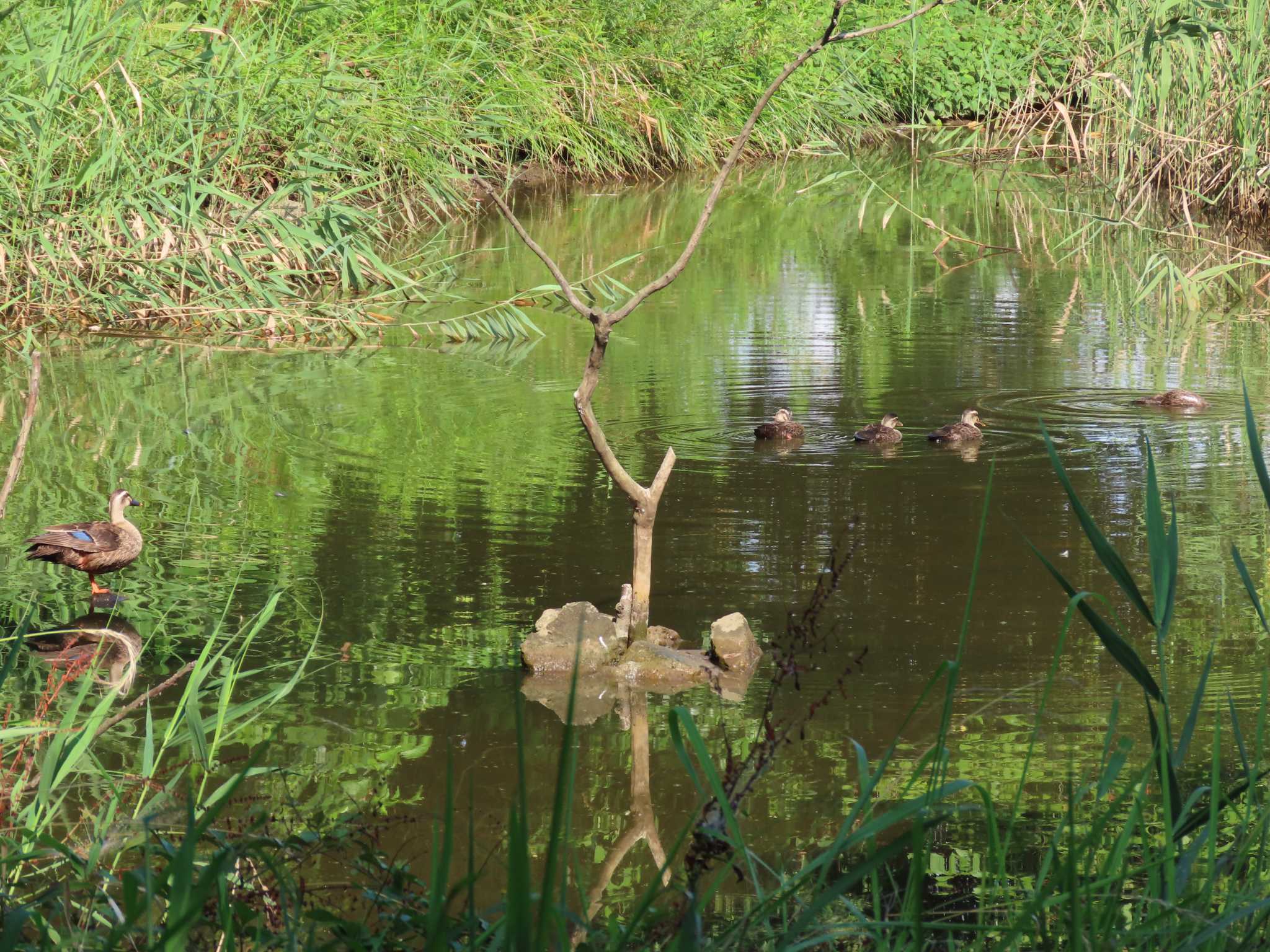 葛西臨海公園 カルガモの写真 by のぐち