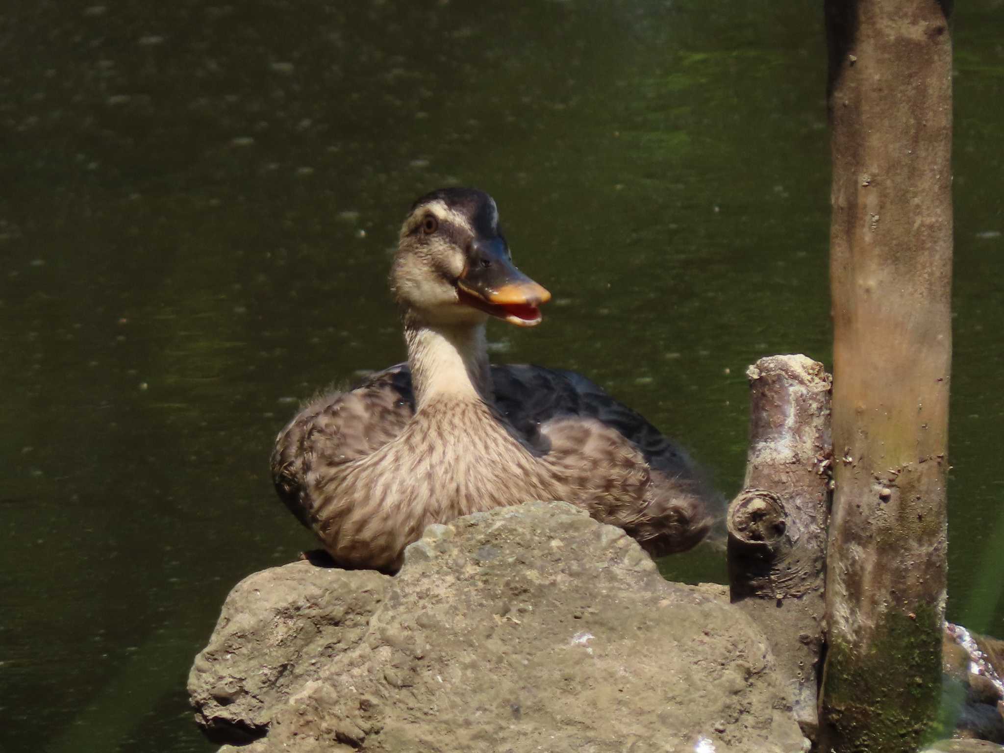 葛西臨海公園 カルガモの写真 by のぐち