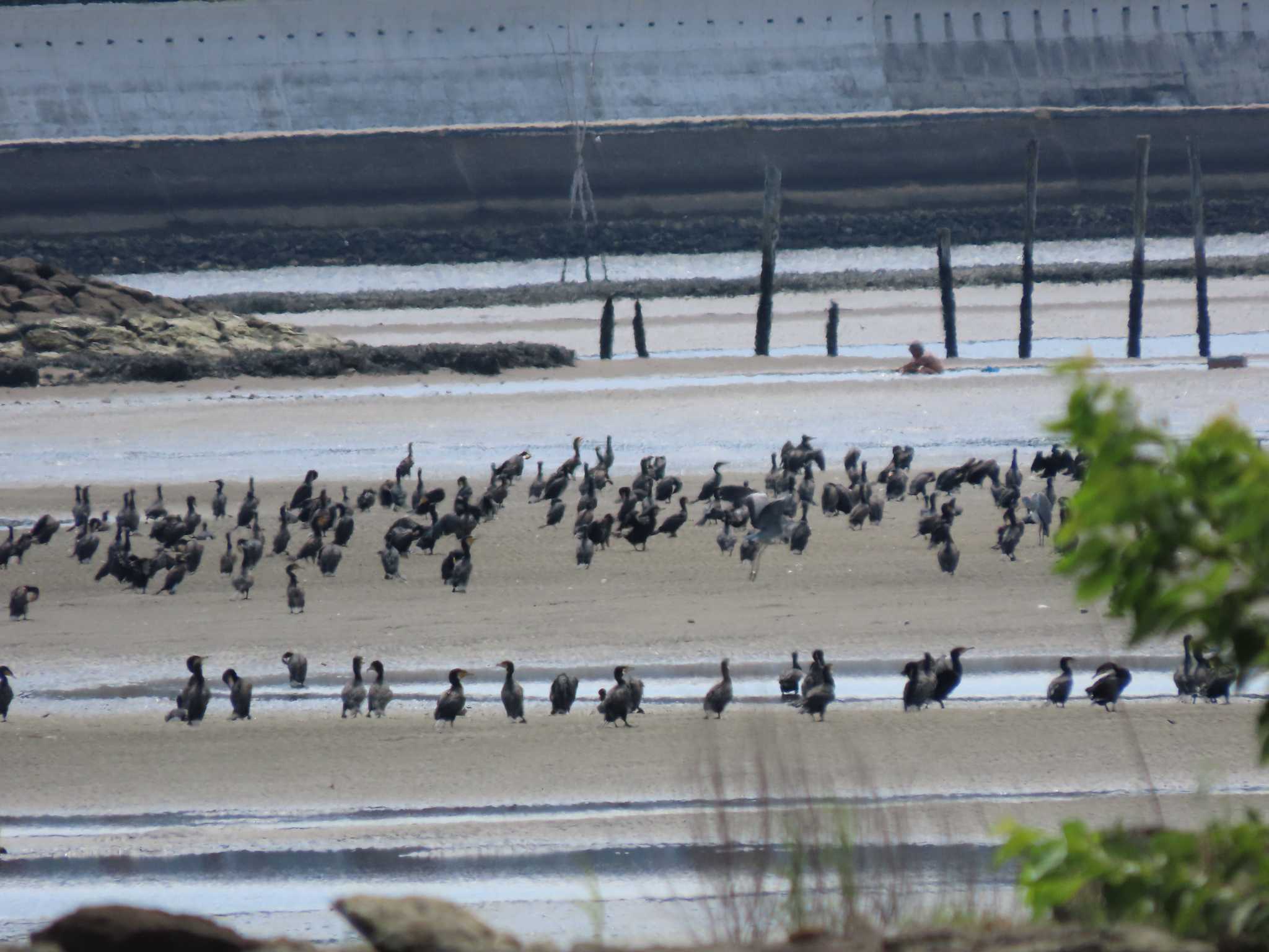 葛西臨海公園 カワウの写真 by のぐち