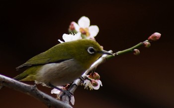 Warbling White-eye 須磨浦公園 Sun, 3/5/2017