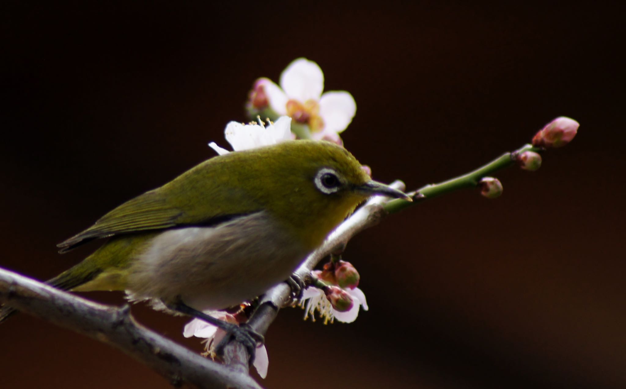 Photo of Warbling White-eye at 須磨浦公園 by chama taro