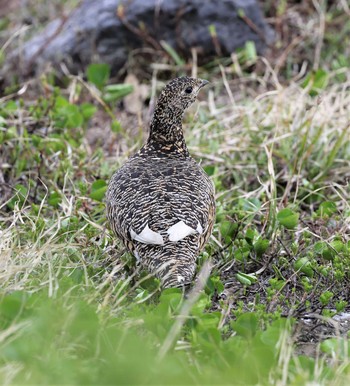 Rock Ptarmigan Murododaira Thu, 7/22/2021