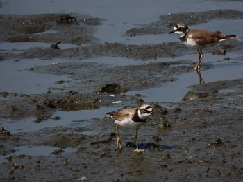 コチドリ 葛西臨海公園 2021年7月23日(金)