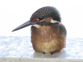 2021年7月23日(金) 葛西臨海公園の野鳥観察記録