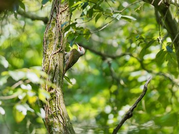 Japanese Green Woodpecker 再度山 Thu, 7/22/2021
