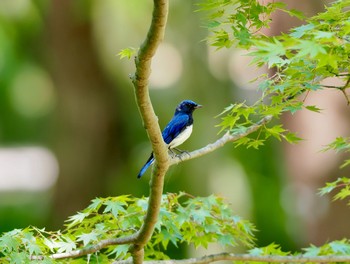 Blue-and-white Flycatcher 再度山 Thu, 7/22/2021