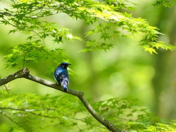 Blue-and-white Flycatcher 再度山 Thu, 7/22/2021