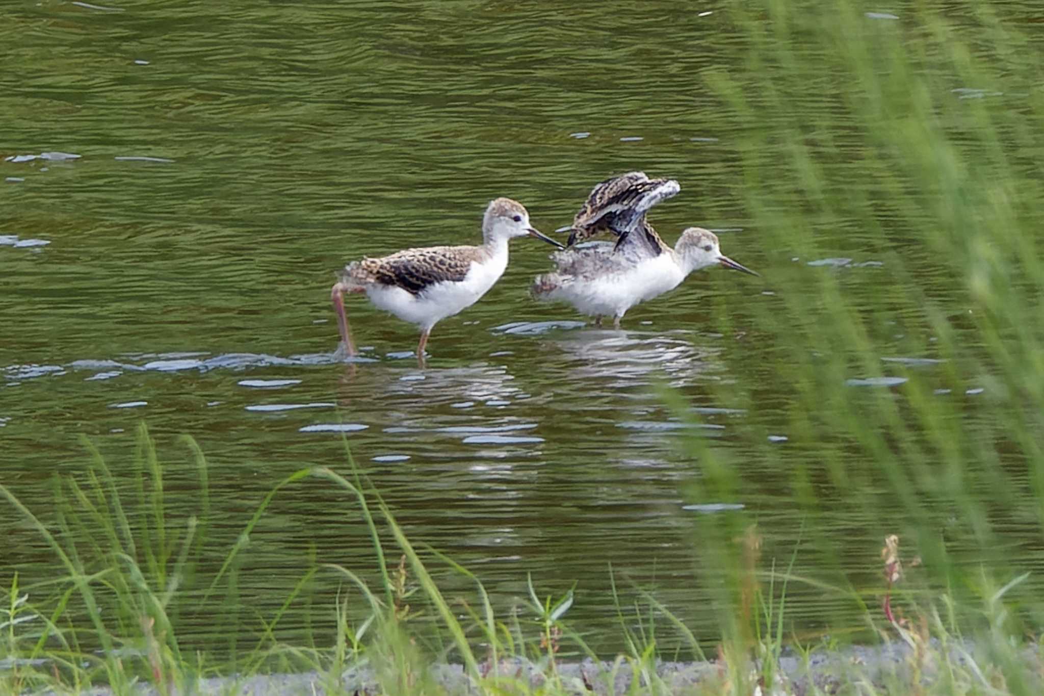 東京港野鳥公園 セイタカシギの写真