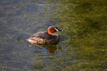 Little Grebe Unknown Spots Fri, 7/23/2021