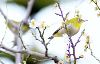 Warbling White-eye 須磨浦公園 Sun, 3/5/2017