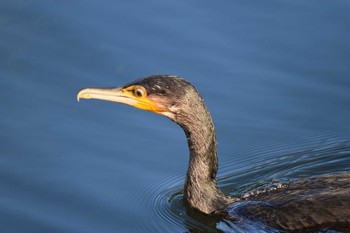 Great Cormorant Inokashira Park Fri, 7/23/2021