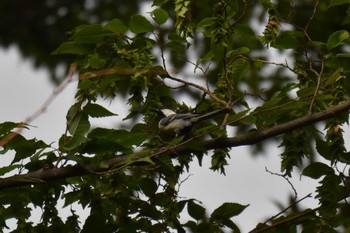 Japanese Tit Inokashira Park Fri, 7/23/2021