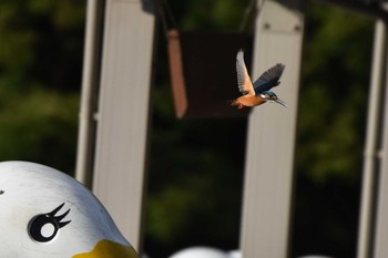 Common Kingfisher Inokashira Park Fri, 7/23/2021