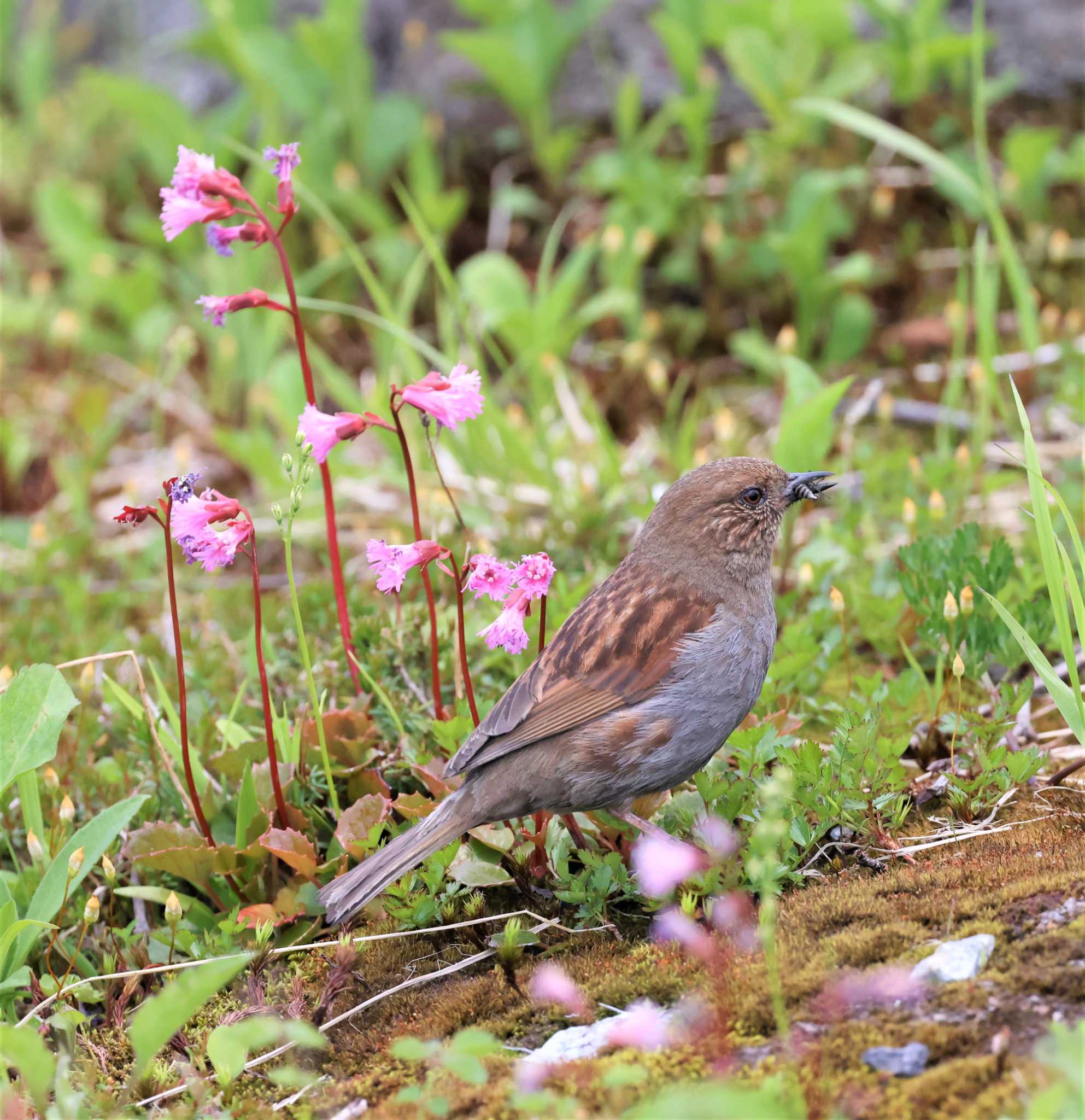 カヤクグリ by Hokkaido.univ