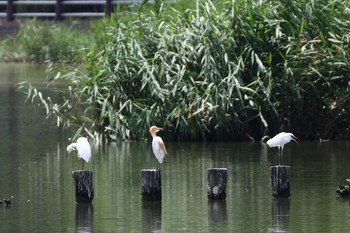 アマサギ 伊佐沼 2021年7月23日(金)