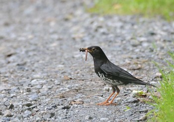 クロツグミ 八ヶ岳 2021年7月23日(金)