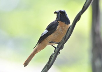 2021年7月23日(金) 八ヶ岳の野鳥観察記録