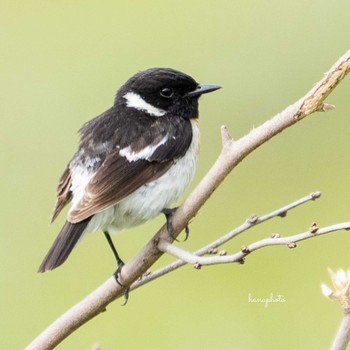 Amur Stonechat 北海道 Unknown Date