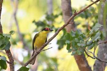 Australasian Figbird Laura (Australia) Sat, 10/19/2019