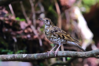 White's Thrush Unknown Spots Fri, 7/23/2021