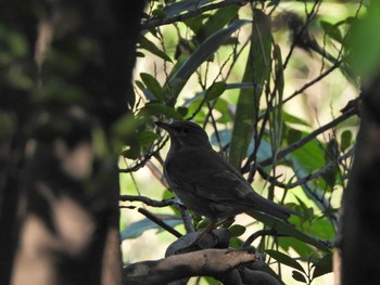 2021年4月19日(月) 下永谷市民の森の野鳥観察記録