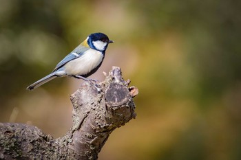 シジュウカラ 奈良公園 2017年4月1日(土)