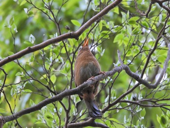 ガビチョウ 下永谷市民の森 2021年4月19日(月)