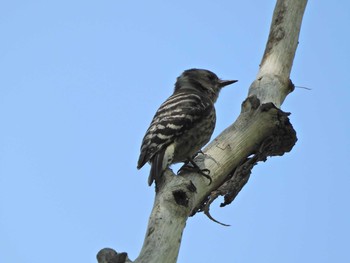 2021年4月20日(火) 下永谷市民の森の野鳥観察記録