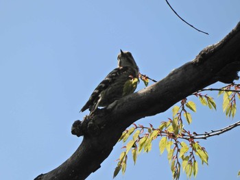 2021年4月23日(金) 下永谷市民の森の野鳥観察記録