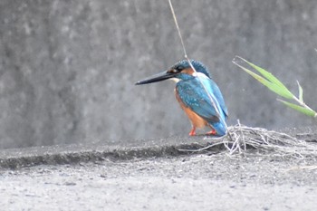 カワセミ 須崎調整池 2021年7月23日(金)