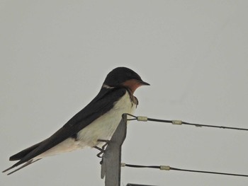 2021年5月4日(火) 三浦海岸駅の野鳥観察記録