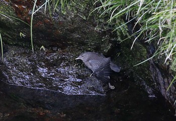 カワガラス 場所が不明 2017年4月1日(土)