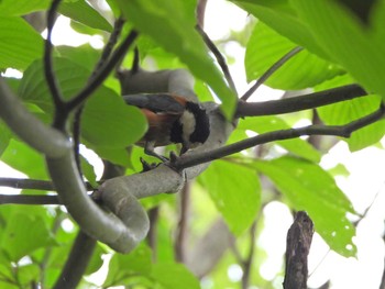 2021年5月5日(水) 下永谷市民の森の野鳥観察記録