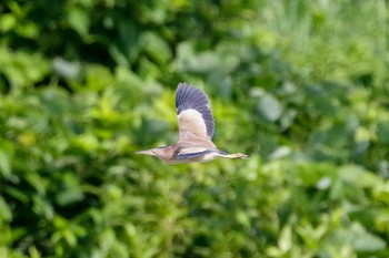 2021年7月23日(金) 葛西臨海公園の野鳥観察記録