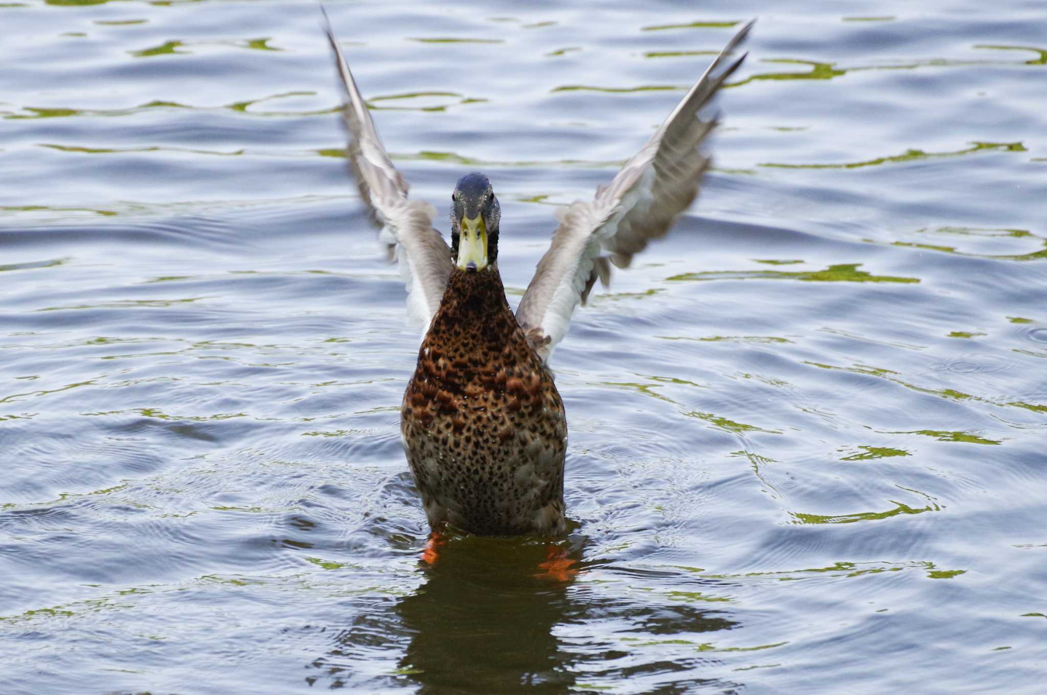 西岡公園(西岡水源地) マガモの写真 by 98_Ark (98ｱｰｸ)