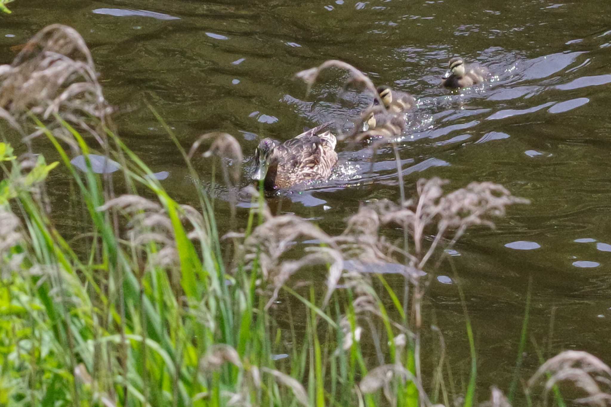 西岡公園(西岡水源地) マガモの写真 by 98_Ark (98ｱｰｸ)