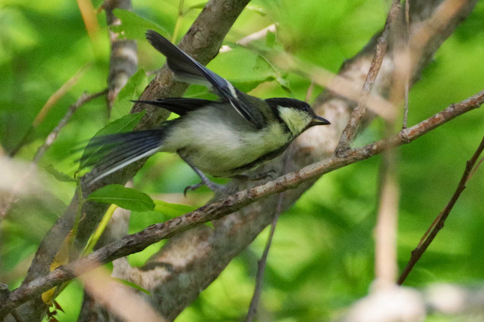 シジュウカラ