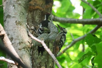 2021年7月23日(金) 西岡公園(西岡水源地)の野鳥観察記録