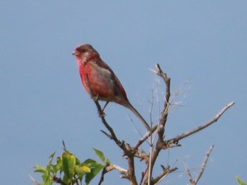 2021年7月23日(金) ワッカ原生花園の野鳥観察記録