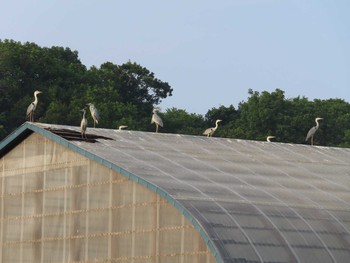 アオサギ ワッカ原生花園 2021年7月23日(金)