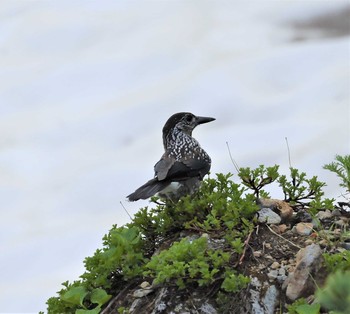 Spotted Nutcracker Murododaira Thu, 7/22/2021