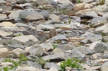 Water Pipit 滋賀県 Sat, 4/1/2017