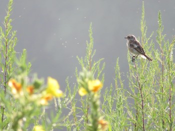 2021年7月24日(土) 十勝北部の野鳥観察記録