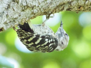 2021年7月22日(木) 手賀沼の野鳥観察記録