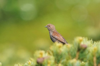 カヤクグリ 乗鞍岳畳平 2021年7月16日(金)