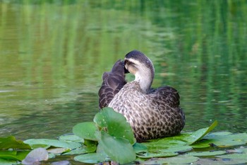 カルガモ 檜町公園(東京ミッドタウン) 2021年7月23日(金)