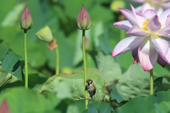 スズメ 兵庫県明石市 2021年7月22日(木)