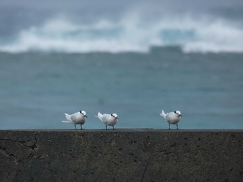 Black-naped Tern Yoron Island Sat, 7/24/2021