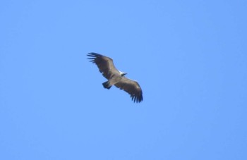 White-backed Vulture ザンビア Unknown Date